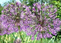 Фотография Лук Афлатунский (Photo Allium aflatunense)