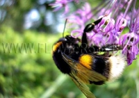 Фотография Лук Афлатунский (Photo Allium aflatunense)