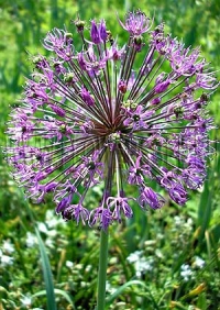 Фотография Лук Афлатунский (Photo Allium aflatunense)