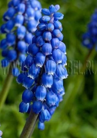 Фотография Мускари (Photo Muscari)