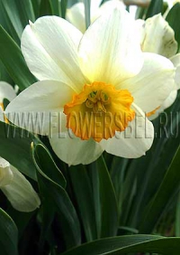 Нарциссы (Narcissus), смесь сортов Флауэр Рекорд (Flower Record) и Лемон Кап (Lemon Cup)