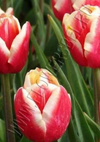 Фотография тюльпана Роял ван дер Марк (Tulip Royal van der Mark photo)