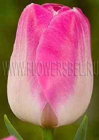 Фотография тюльпана Супер Модель (Tulip Super Model photo)