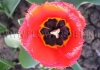 Фотография Тюльпан Кристал Бьюти (Photo Tulip Crystal Beauty)