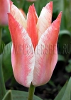 Фотография Тюльпан Царь Петр (Photo Tulip Czaar Peter)