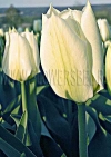Фотография Тюльпан Пуриссима (Photo Tulip Purissima)