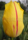 Тюльпан Князь Владимир (Tulip La Courtine)