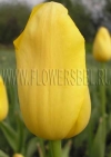 Фотография Тюльпан Ермак (Photo Tulip Roi Du Midi)