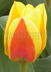 Тюльпан Стреза (Tulip Stresa)