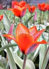Фотография Тюльпан Принцесса Шармант (Photo Tulip Princesse Charmante)