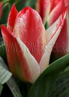 Тюльпан Царь Петр (Tulip Czaar Peter)