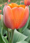 Тюльпан Ад Рем (Tulip Ad Rem)