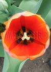Тюльпан Ад Рем (Tulip Ad Rem)