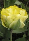Тюльпан Акебоно (Tulip Akebono)