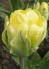 Фотография Тюльпан Акебоно (Photo Tulip Akebono)