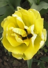 Фотография Тюльпан Акебоно (Photo Tulip Akebono)