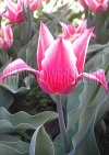 Фотография Тюльпан Акита (Photo Tulip Akita)