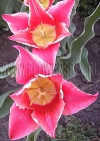 Фотография Тюльпан Акита (Photo Tulip Akita)