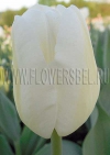 Фото Тюльпан Альбатрос (Photo Tulip Albatros)