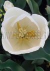 Фото Тюльпан Альбатрос (Photo Tulip Albatros)