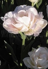 Фотография Тюльпан Анжелика (Photo Tulip Angelique)