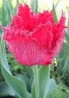 Фотография Тюльпан Барбадос (Photo Tulip Barbados)