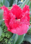 Фотография Тюльпан Барбадос (Photo Tulip Barbados)