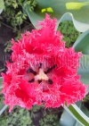 Фотография Тюльпан Барбадос (Photo Tulip Barbados)