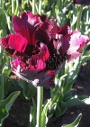 Фотография Тюльпан Блэк Перрот (Photo Tulip Black Parrot)
