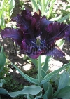 Фотография Тюльпан Блэк Перрот (Photo Tulip Black Parrot)