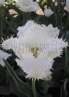 Фотография Тюльпан Кембридж (Photo Tulip Cambridge)
