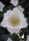Фотография Тюльпан Кембридж (Photo Tulip Cambridge)