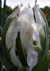 Фотография Тюльпан Чайна Таун (Photo Tulip China Town)