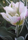 Фотография Тюльпан Чайна Таун (Photo Tulip China Town)