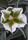 Фотография Тюльпан Чайна Таун (Photo Tulip China Town)