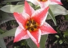 Фотография Тюльпан Царь Петр (Photo Tulip Czaar Peter)