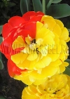 Фотография Тюльпан Дабл Бьюти оф Апельдорн (Photo Tulip Double Beauty of Apeldoorn)