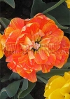 Фотография Тюльпан Дабл Бьюти оф Апельдорн (Photo Tulip Double Beauty of Apeldoorn)