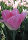 Фотография Тюльпан Династи (Photo Tulip Dynasty)