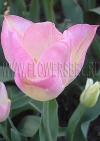 Фотография Тюльпан Династи (Photo Tulip Dynasty)