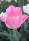 Фотография Тюльпан Династи (Photo Tulip Dynasty)