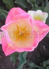 Фотография Тюльпан Династи (Photo Tulip Dynasty)