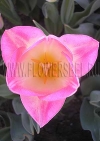 Фотография Тюльпан Династи (Photo Tulip Dynasty)
