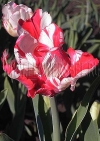 Фотография Тюльпан Эстелла Рейнвельд (Photo Tulip Estella Rijnveld)