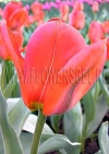 Фотография Тюльпан Флаер (Photo Tulip Flair)