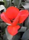 Фотография Тюльпан Флаер (Photo Tulip Flair)