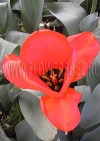 Фотография Тюльпан Флаер (Photo Tulip Flair)