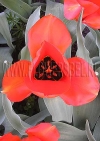 Фотография Тюльпан Флаер (Photo Tulip Flair)
