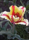 Фотография Тюльпан Флеминг Перрот (Photo Tulip Flaming Parrot)