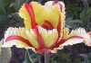 Фотография Тюльпан Флеминг Перрот (Photo Tulip Flaming Parrot)